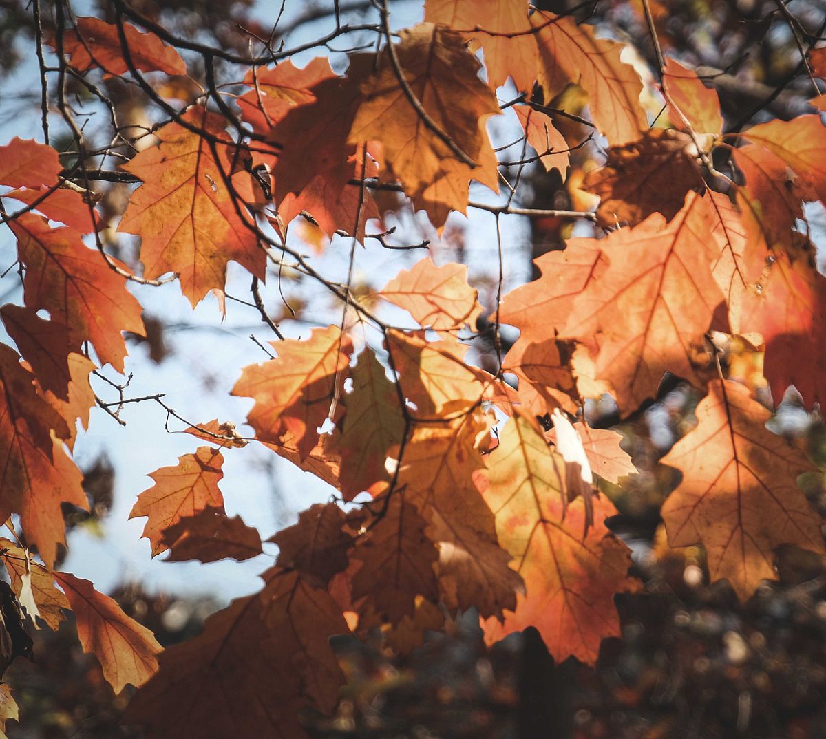 Wanderbarer Altweibersommer 2026