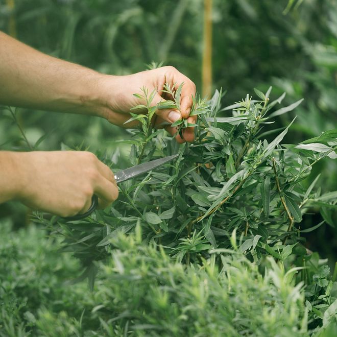 Eine Person schneidet mit einem Messer frische Kräuter in einem Garten. Die Hände sind im Fokus, umgeben von grünen Pflanzen und dichtem Laubwerk.