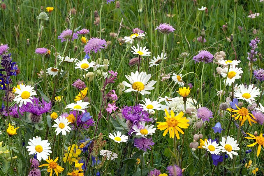 Wiesenblumen am Kitzbüheler Horn