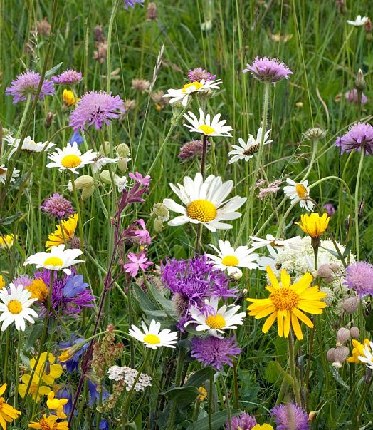 Wiesenblumen am Kitzbüheler Horn